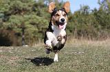 CORGI CARDIGAN 043